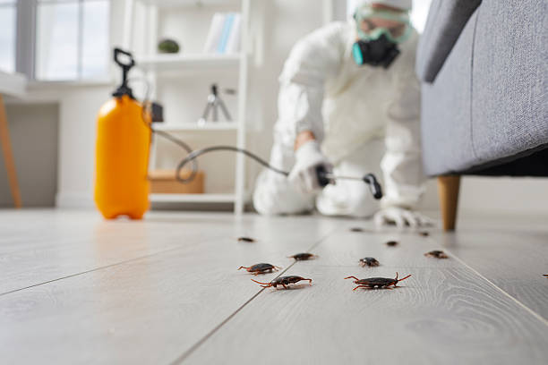 Commercial Rodent Management in Dyer